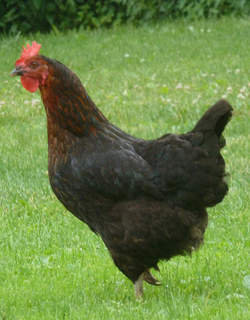 Chicken - Whole Roasters FRESH (Pasture-Raised)